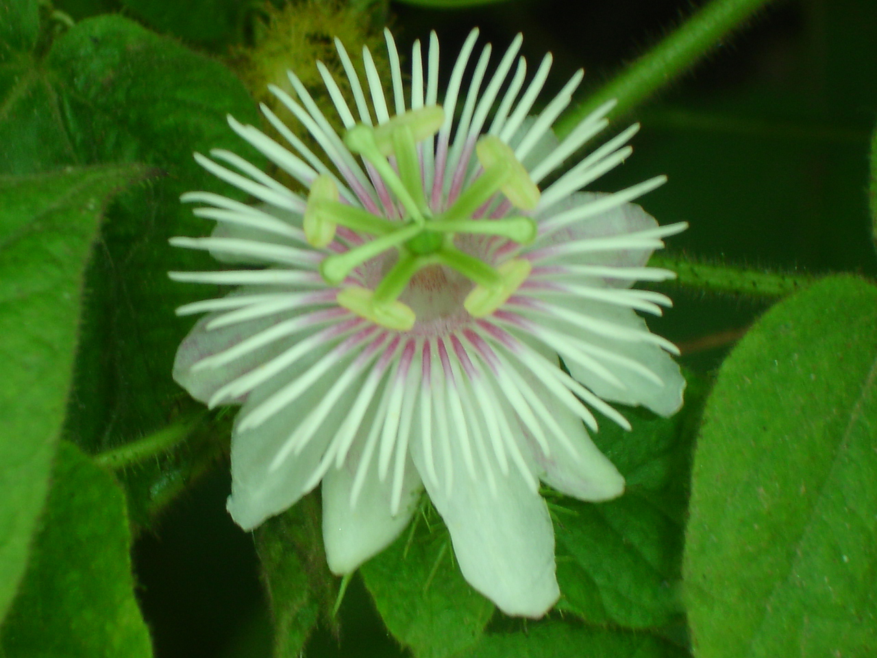 Blooms in the wilderness